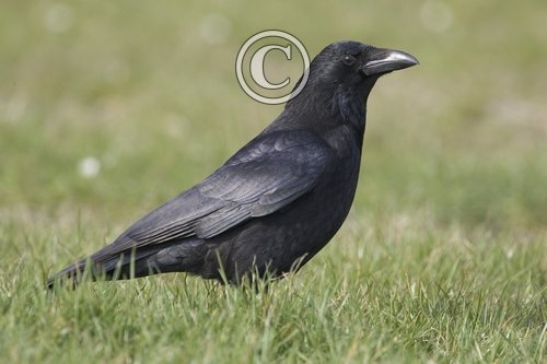 Carrion Crow